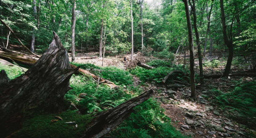 The sun shines through a green wooded area. 